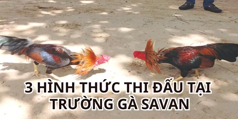 3 hình thức thi đấu tại trường gà Savan