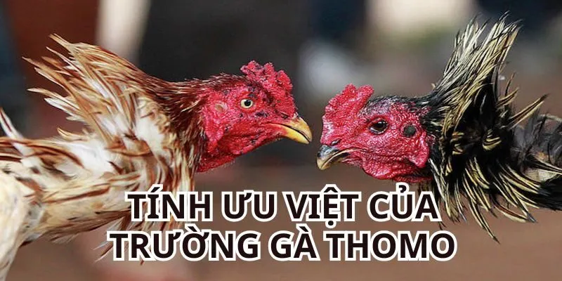 3 tính ưu việt của sân tổ chức đá gà Thomo
