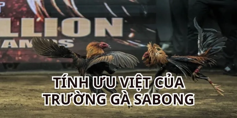 4 tính ưu việt của trường gà Sabong