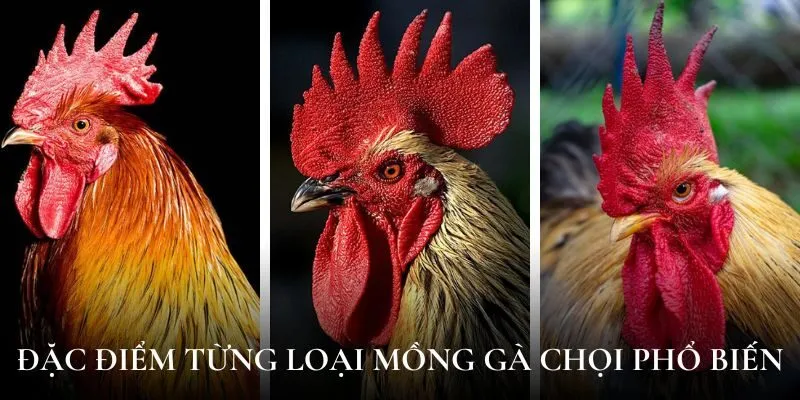 Đặc điểm từng loại mồng gà chọi phổ biến