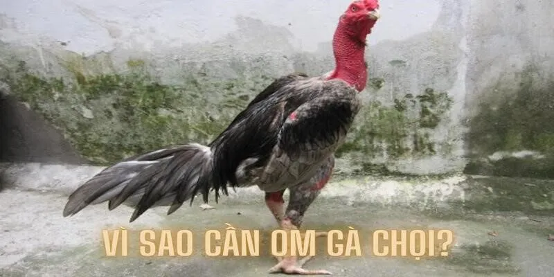 Lý do nên thực hiện phương pháp om cho gà chọi
