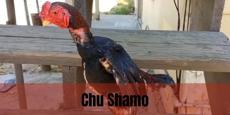 Chu Shamo nổi bật nhờ thân hình nhỏ gọn, tính linh hoạt, phòng thủ chính xác