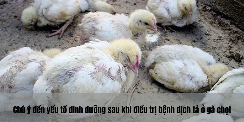 Chú ý đến yếu tố dinh dưỡng sau khi điều trị bệnh dịch tả ở gà chọi