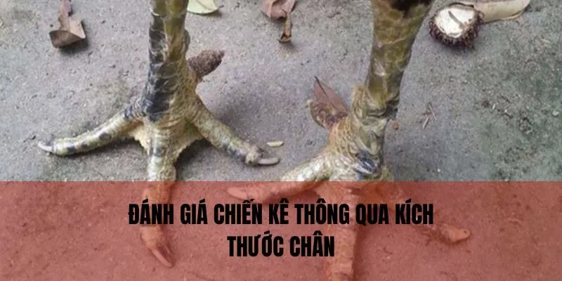 Đánh giá chiến kê thông qua kích thước chân chính xác 