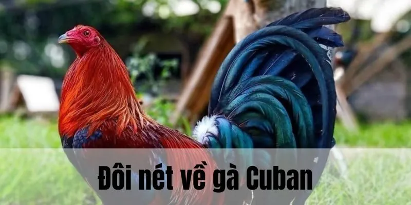 Gà Cuban nổi bật nhờ những đặc điểm, yếu tố vượt trội
