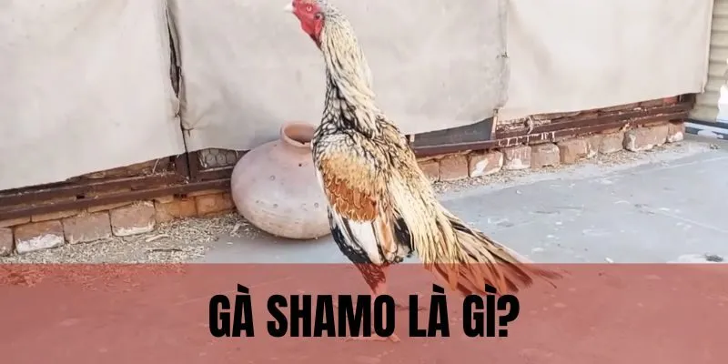 Gà Shamo nổi bật nhờ những yếu tố, tiêu chí chất lượng 