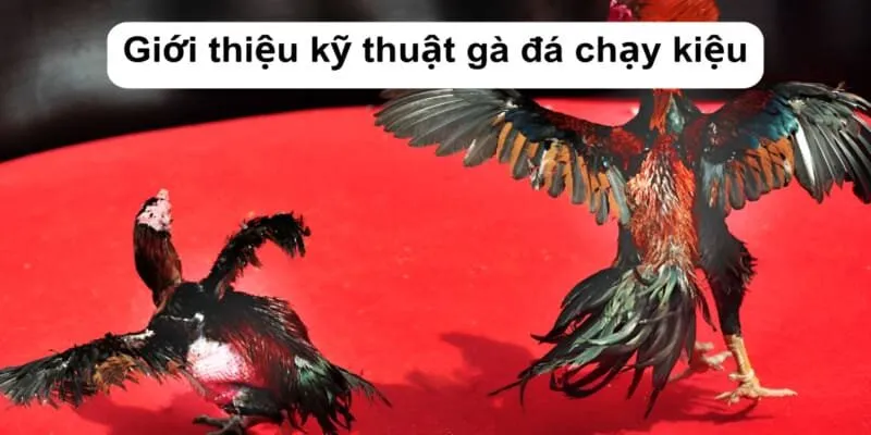 Giới thiệu kỹ thuật gà đá chạy kiệu