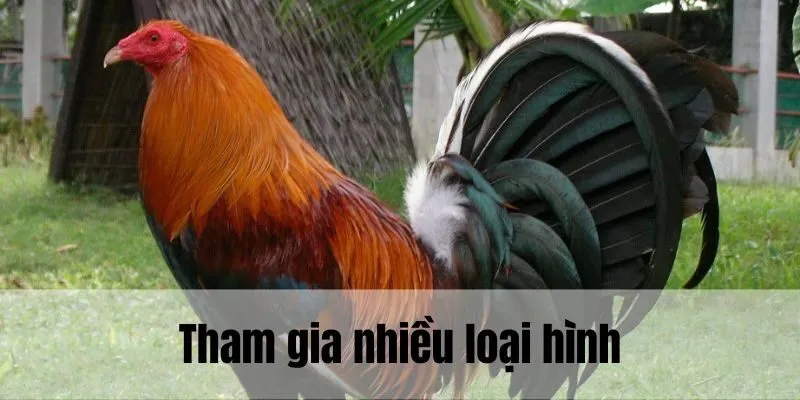 Gà đá Cuban có thể tham gia nhiều loại hình khác biệt 