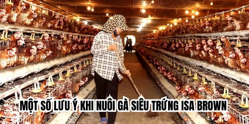 Isa Brown được nuôi tại nhiều trang trại