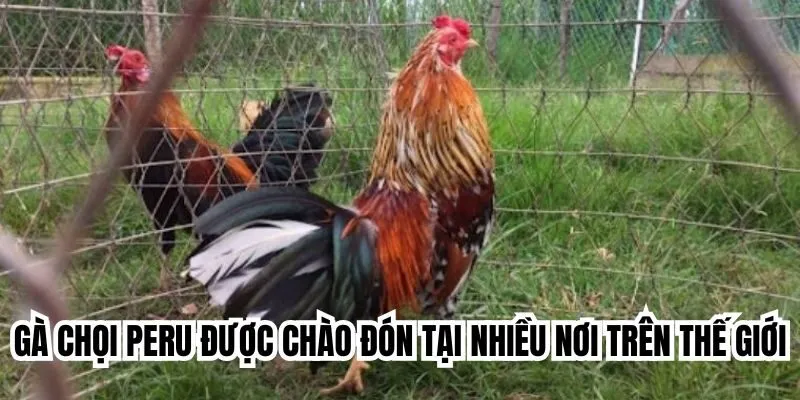 Gà chọi Peru được chào đón tại nhiều nơi trên thế giới