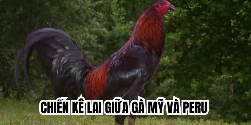 Chiến kê lai giữa gà Mỹ và Peru 