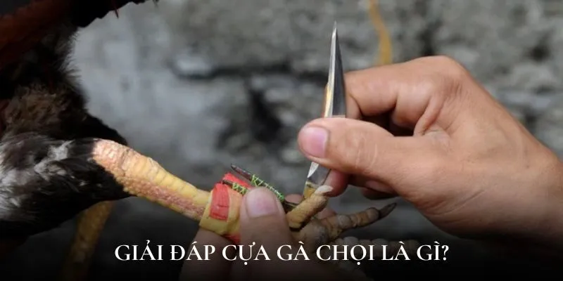 Giải đáp cựa gà chọi có ý nghĩa như thế nào?