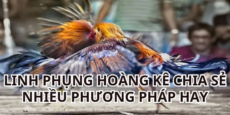 Linh Phụng Hoàng Kê luôn chia sẻ những phương pháp chọn giống hay