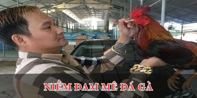 Mít Trà Cú và niềm đam mê đá gà
