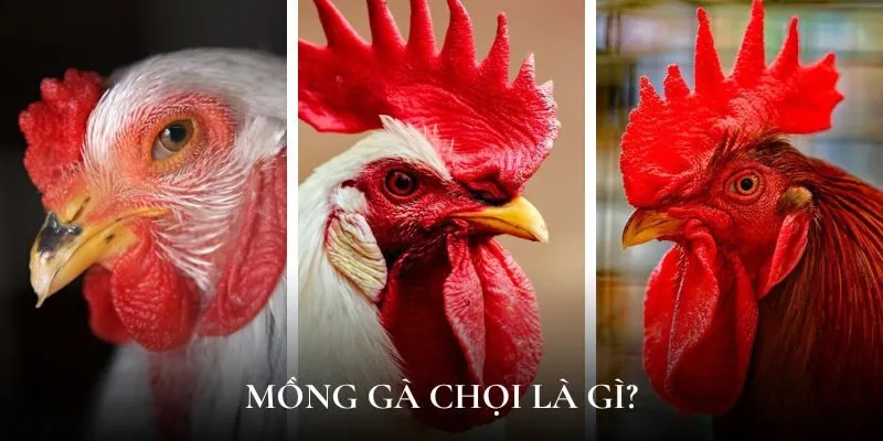 Mồng gà chọi là gì?