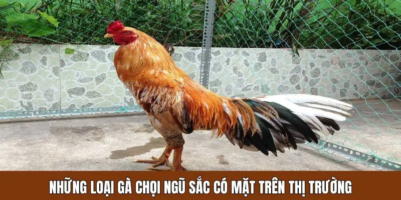 Có những chú gà chọi ngũ sắc nào trên thị trường?
