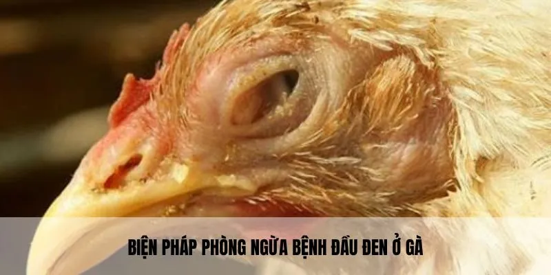 Một số biện pháp phòng ngừa đối với tình trạng bệnh đầu đen ở gà
