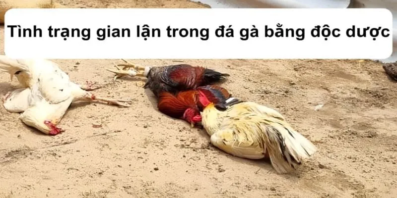 Tình trạng gian lận trong đá gà bằng độc dược