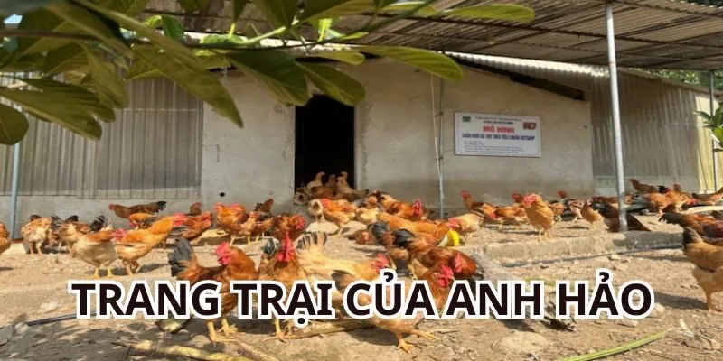 Trang trại gà hoành tráng của anh Hảo Vũng Tàu