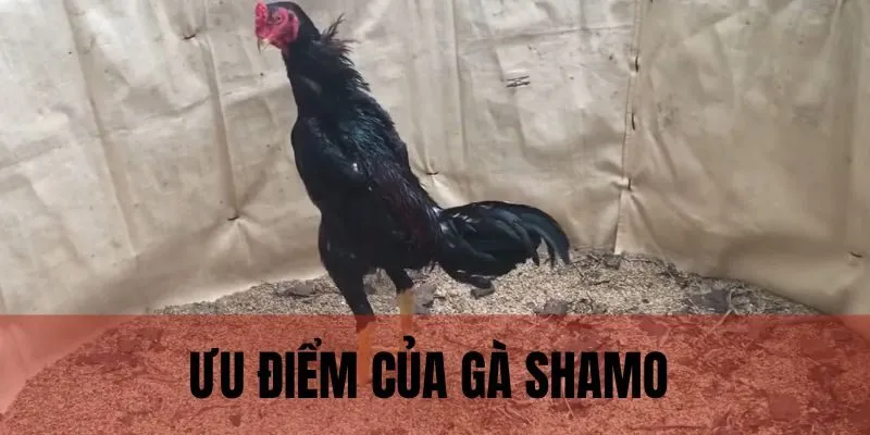 Ưu điểm chiến kê Shamo sở hữu thu hút sự quan tâm từ anh em 
