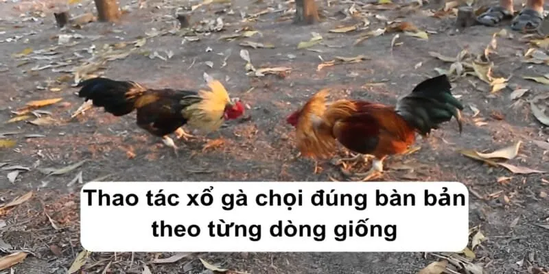 Thao tác xổ gà chọi đúng bàn bản theo từng dòng giống